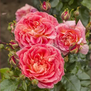 Ruže nízke Designer Sunset ® v kvetináči 3L