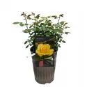 Ruže floribunda Arthur Bell ® v kvetináči 3L