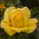 Ruže floribunda Arthur Bell ® v kvetináči 3L