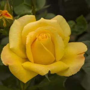 Ruže floribunda Arthur Bell ® v kvetináči 3L