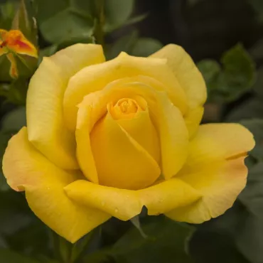 Ruže floribunda Arthur Bell ® v kvetináči 3L