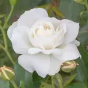 Ruže floribunda Kristall Perle ® v kvetináči 3L