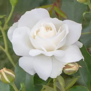 Ruže floribunda Kristall Perle ® v kvetináči 3L