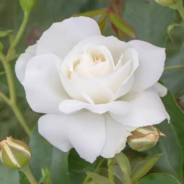 Ruže floribunda Kristall Perle ® v kvetináči 3L