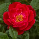 Ruže floribunda Little Buckaroo ® v kvetináči 3L