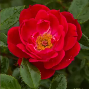 Ruže floribunda Little Buckaroo ® v kvetináči 3L