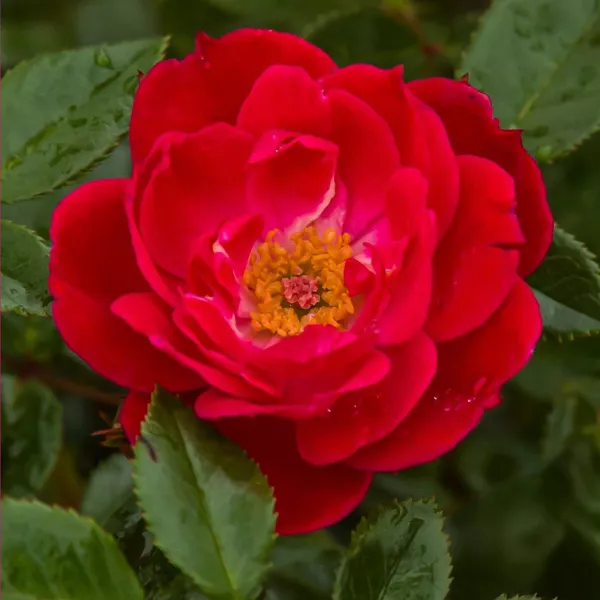 Ruže floribunda Little Buckaroo ® v kvetináči 3L