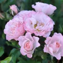 Ruže floribunda Pink Ruf ® v kvetináči 3L
