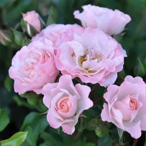 Ruže floribunda Pink Ruf ® v kvetináči 3L