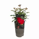 Ruže nízke Raspberry Royale ® v kvetináči 3L