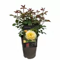 Ruže popínavé Golden Climber ® v kvetináči 3L