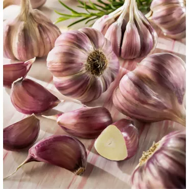 Cesnak Germidour