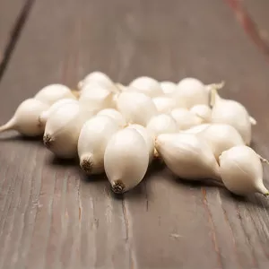 Cibuľa biela zimná Snowball