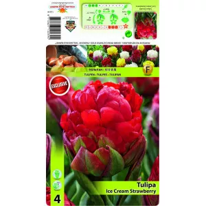 Tulipány plnokvetý typu pivonka Ice Cream Strawberry