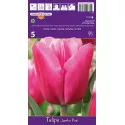 Tulipány Triumph Jumbo Pink