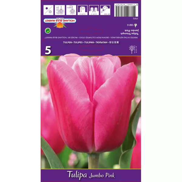 Tulipány Triumph Jumbo Pink