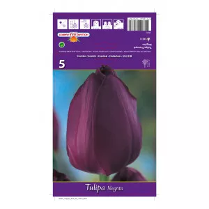 Tulipány Triumph Negrita
