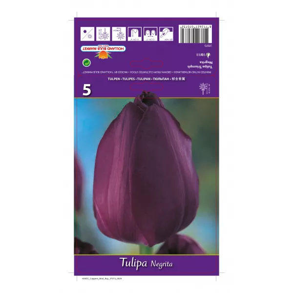 Tulipány Triumph Negrita