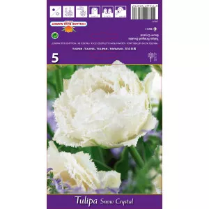 Tulipány strapatený Snow Crystal