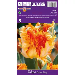 Tulipány papagájový Parrot King