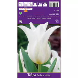Tulipány ľaliovitý Ballade White
