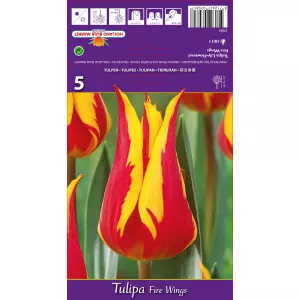 Tulipány ľaliovitý Fire Wings