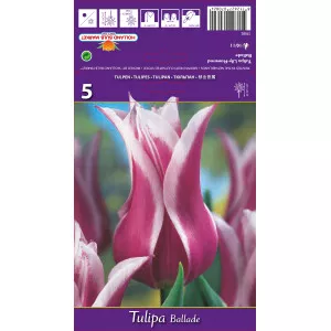 Tulipány ľaliovitý Ballade