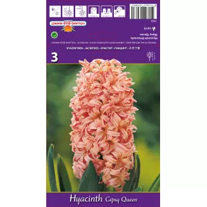 Hyacint Gipsy Queen