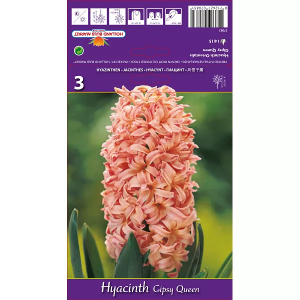 Hyacint Gipsy Queen