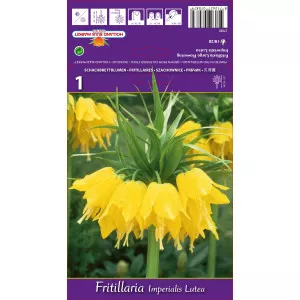 Cisársky tulipán (Fritillaria) Lutea