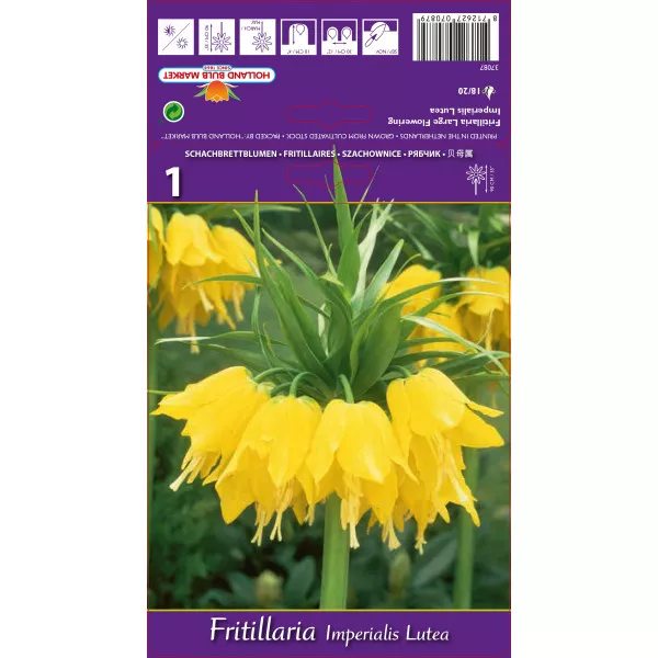 Cisársky tulipán (Fritillaria) Lutea