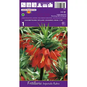 Cisársky tulipán (Fritillaria) Rubra