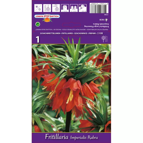 Cisársky tulipán (Fritillaria) Rubra