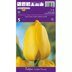 Tulipány Darwin Golden Parade