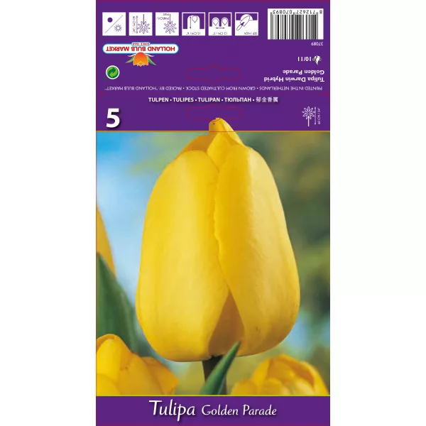 Tulipány Darwin Golden Parade