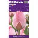 Tulipány Darwin Mystic van Eijk