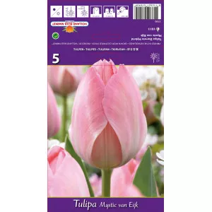 Tulipány Darwin Mystic van Eijk