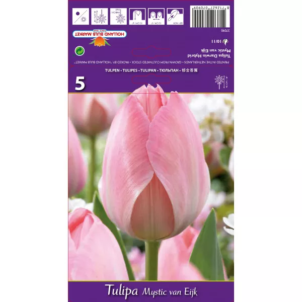 Tulipány Darwin Mystic van Eijk