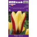 Tulipány Fosteriana Hitparade