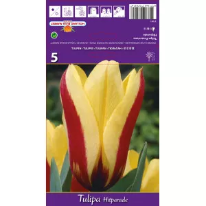 Tulipány Fosteriana Hitparade