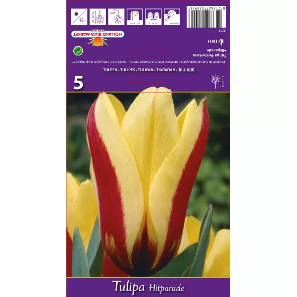 Tulipány Fosteriana Hitparade