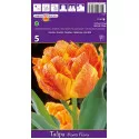 Tulipány plnokvetý Monte Flame