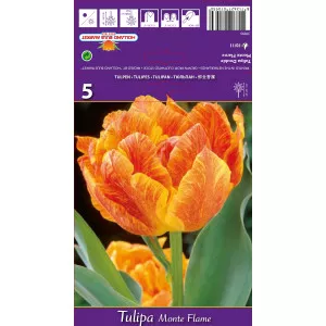 Tulipány plnokvetý Monte Flame
