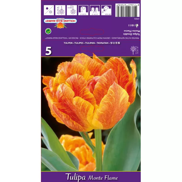 Tulipány plnokvetý Monte Flame