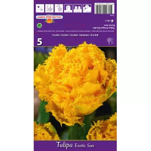 Tulipány strapatený Exotic Sun