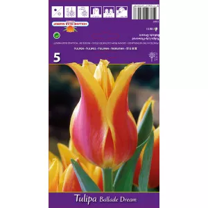 Tulipány ľaliovitý Ballade Dream