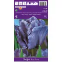 Tulipány papagájový Blue Parrot