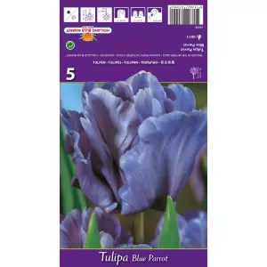 Tulipány papagájový Blue Parrot