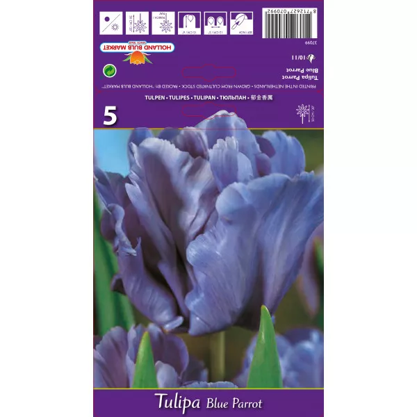 Tulipány papagájový Blue Parrot