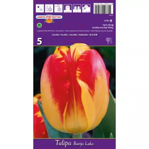 Tulipány Darwin Banja Luka